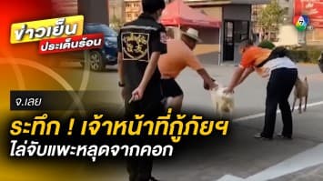 ระทึก ! เจ้าหน้าที่กู้ภัยฯ ไล่จับแพะหลุดจากคอก เข้าโชว์รูมรถชื่อดัง จ.เลย