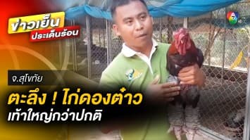 ชาวบ้านตะลึง ! ไก่สายพันธุ์ดองต๋าว เท้าใหญ่กว่าปกติ จ.สุโขทัย