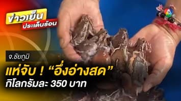 ราคาพุ่ง ! ชาวบ้านแห่จับ “อึ่งอ่างสด” ขายกิโลกรัมละ 350 บาท จ.ชัยภูมิ