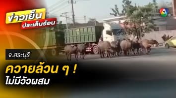 “ควายหลุดถนน” ของแท้ เดินเล่นกลางถนน เจ้าหน้าที่กุมขมับไล่จับวุ่น จ.สระบุรี