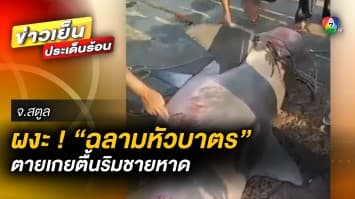 ผงะ ! พบ “ฉลามหัวบาตร” ตายเกยตื้นริมชายหาด หวั่นเกิดอันตราย จ.สตูล