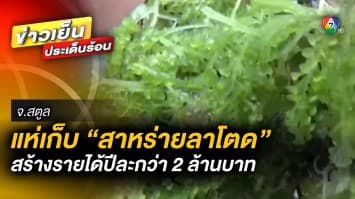 แห่เก็บ “สาหร่ายลาโตด” สร้างรายได้ปีละกว่า 2 ล้านบาท จ.สตูล