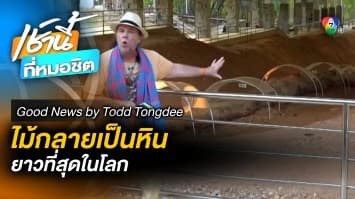 ไม้กลายเป็นหินที่ยาวที่สุดในโลก | Good News by Todd Tongdee