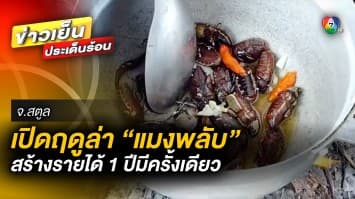 เปิดฤดูล่า “แมงพลับ” สร้างรายได้เสริม 1 ปีมีครั้งเดียว จ.สตูล