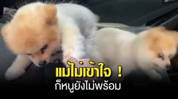 เอ็นดูน้องหมา ! เมื่อเจ้าของพาสุนัขไปรพ. เพื่อรักษา ขนช็อต แต่น้องดันกลัวหมอไม่ยอมลงจากรถ