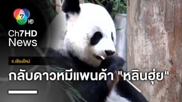 ย้อนความทรงจำ “หลินฮุ่ย” ทูตแพนด้ากระชับความสัมพันธ์ไทย-จีน จ.เชียงใหม่