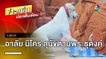 อาลัย “นิโคร” สุนัขเดินตามพระธุดงค์ หลังพลัดหลงกับหลวงตา คาด ถูกรถชน