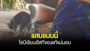 เจ้าของหัวจะปวด! “เจ้าถุงเงิน” ขุดดินใส่ไม่หยุด ชาวเน็ตขำ บอกแสบแบบนี้ไซบีเรียนฮัสกีของแท้แน่นอน