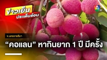 พาชิม ! “คอแลน” ผลไม้ป่า หากินยาก 1 ปี มีครั้งเดียว จ.นครราชสีมา