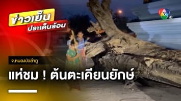 แห่ชม ! ต้นตะเคียนยักษ์ หลังเข้าฝันบอก “หนาว” จ.หนองบัวลำภู