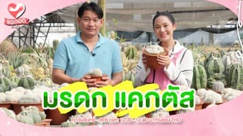 เปิด กระท่อมลุงจรณ์ มรกดแคกตัสนับหมื่นต้น | ขอกอดหน่อย