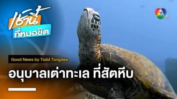 อนุบาลเต่าทะเล ณ สัตหีบ | Good News by Todd Tongdee