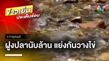 หาดูยาก ! ฝูงปลาตะพากส้มแย่งกันวางไข่ ในลำห้วยโรคี่ จ.กาญจนบุรี