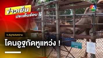 เตรียมแก้ปัญหา ! อุทาหรณ์ เที่ยวสวนสัตว์ โดนอูฐกัดหูแหว่ง จ.สมุทรสงคราม