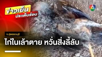 ชาวบ้านผวา ! ไก่ในเล้าตาย ท้องแตกไส้หาย หวั่นสิ่งลี้ลับอาละวาด จ.สุพรรณบุรี