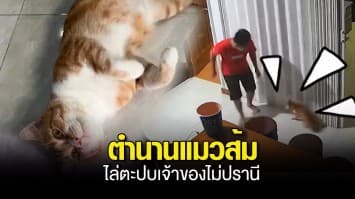 ตำนานบทใหม่ ! น้องเหมียววิ่งไล่ตะปบเจ้าของแบบไม่ปรานี หนีไปไหนก็ไม่พ้น