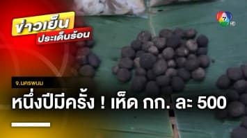 หนึ่งปีมีครั้ง ! “เห็ดเผาะป่า” กิโลกรัมละ 500 บาท จ.นครพนม