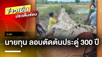 สุดเหิม ! นายทุนลอบตัด “ประดู่” อายุ 300 ปี หลังขอซื้อ แต่ชาวบ้านไม่ขาย จ.เลย