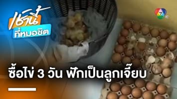 เอ็นดู ! แม่ซื้อไข่ฮ้างฮัง 3 วัน หวังกิน สุดท้าย “ลูกเจี๊ยบ” โผล่เต็มบ้าน