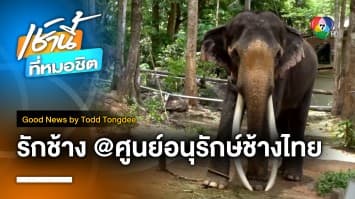 เราให้อะไรกับช้าง | Good News by Todd Tongdee 