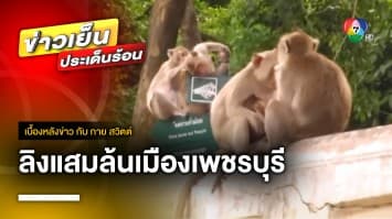 สุดทน ! ลิงแสมล้นเมือง ทำชาวบ้านเดือดร้อนหนัก จ.เพชรบุรี | เบื้องหลังข่าว กับ กาย สวิตต์