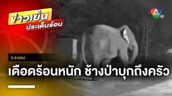 เดือดร้อนหนัก ! ช้างป่าบุกรื้อห้องครัว-ทำลายพืชผลทางการเกษตรเสียหาย จ.ระยอง