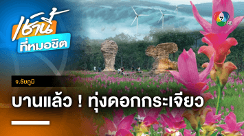 บานแล้ว ! หยิบหมอก หยอกดอกกระเจียว ชวนเที่ยว จ.ชัยภูมิ