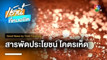 Good things Mushroom สารพัดประโยชน์ โคตรเห็ด | Good News by Todd Tongdee