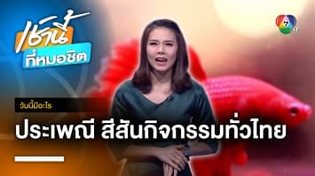 ประเพณี สีสันกิจกรรมทั่วไทย | วันนี้มีอะไร