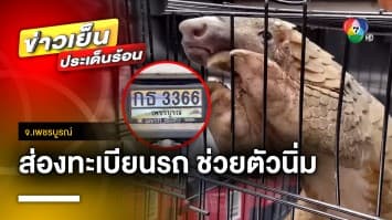 คอหวยไม่พลาด ! แห่ส่องทะเบียนรถ ช่วย “ตัวนิ่ม” กลางถนน จ.เพชรบูรณ์