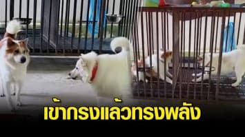 กรงหมาหรือสังเวียนมวย ! ข้างนอกเป็นมิตร แต่พอเข้ากรงแล้วทรงพลังทันที