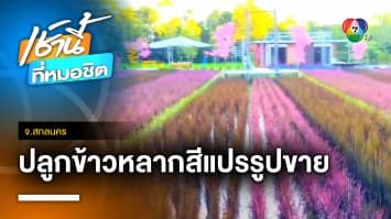 ครูหนุ่มหัวใส ปลูกข้าวหลากสีขาย กก.ละ 10,000 บาท จ.สกลนคร