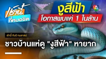 แห่ดูงูหายากสีฟ้า โอกาสพบแค่ 1 ในล้าน จ.ราชบุรี | เช้านี้กับ บี กมลาสน์