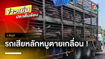 ระทึก ! คนขับรถบรรทุกหมูหลับใน รถเสียหลักหมูตายเกลื่อน จ.ชัยภูมิ