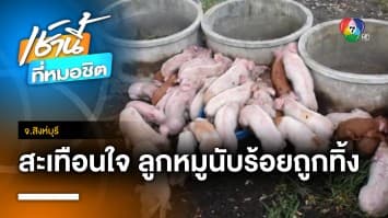 สะเทือนใจ ! พบลูกหมูถูกปล่อยทิ้งทางเข้าวัด 68 ตัว ตาย 3 ตัว จ.สิงห์บุรี