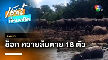 เจ้าของช็อก ! ควายล้มตายพร้อมกัน 18 ตัว โดยไม่ทราบสาเหตุ จ.พะเยา