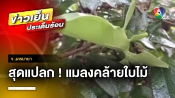 สุดแปลก ! แมลงประหลาด คล้ายใบไม้ จ.นครนายก | ข่าวเย็นประเด็นร้อน