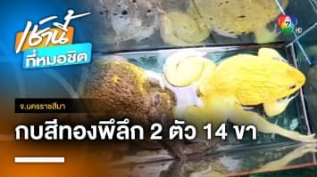 สุดพิลึก ! กบสีทองอร่าม 2 ตัว 14 ขา เชื่อให้โชคลาภ | เช้านี้ที่หมอชิต