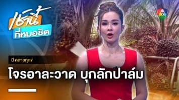 เจ้าของสวนเดือดร้อน โจรขโมยปาล์มอาละวาด จ.ตรัง | บี คลายทุกข์