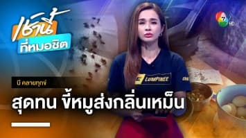 ชาวบ้านร้อง ! เหม็นกลิ่นขี้หมู-แมลงวันชุกชุม จ.พิษณุโลก | บี คลายทุกข์