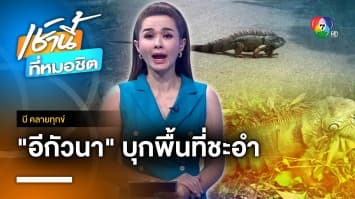 “อีกัวนา” โผล่ชะอำ บุกกินพืชผักเสียหาย จ.เพรชบุรี | บี คลายทุกข์ 