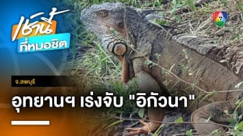 เจ้าหน้าที่ลุยจับ “อีกัวนา” คาดมีไม่ถึง 100 ตัว จ.ลพบุรี | เช้านี้ที่หมอชิต