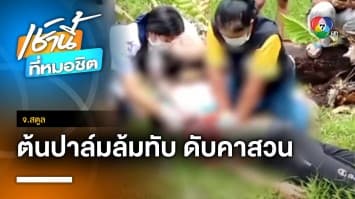 หนุ่มดวงซวย โดนต้นปาล์มน้ำมันล้มทับร่าง เสียชีวิตคาสวน จ.สตูล | เช้านี้ที่หมอชิต