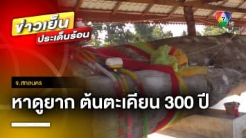 หาดูยาก ! ต้นตะเคียน อายุกว่า 300 ปี ให้โชคมาแล้ว 3 งวดติด | ข่าวเย็นประเด็นร้อน