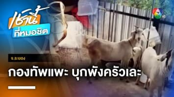 ทนมา 4 ปี หนุ่มเจอกองทัพแพะบุกบ้าน พังข้าวของเสียหาย จ.ระยอง | เช้านี้ที่หมอชิต