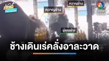 ช้างเครียดถูกพาเดินเร่ขายอาหาร พุ่งชนคน-พังร้านชำเละ | เช้านี้ที่หมอชิต