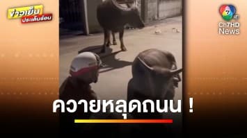 ตำรวจเข้าเจรจา หลังเจอ “ควายหลุด” นอนขวางกลางถนน | ข่าวเย็นประเด็นร้อน