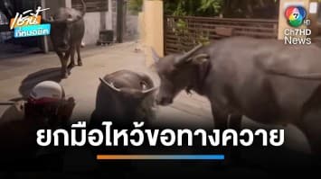 ตำรวจยกมือไหว้ เจรจา “น้องควาย” ผัว-เมีย นอนขวางถนน | เช้านี้ที่หมอชิต