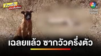 ชาวบ้านผวา ! พบซากวัวเหลือครึ่งตัว เฉลยแล้ว ไม่ใช่ฝีมือผีปอบ | ข่าวเย็นประเด็นร้อน