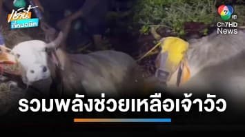 ชาวบ้านรวมพลัง ช่วยดึง “แม่วัว” หนักเกือบตันขึ้นจากคลอง จ.ชัยนาท | เช้านี้ที่หมอชิต